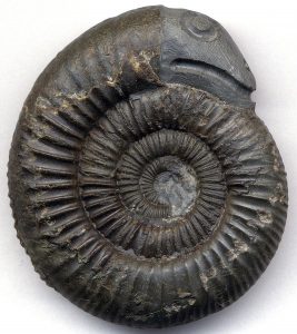 Ammonite with a snake head carved into it.