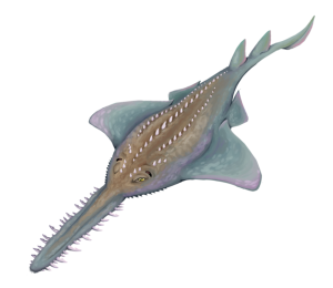 A reconstruction of Onchopristis
