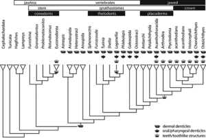 A phylogeny showing the distribution of skin & oral denticles and tooth-like structures in vertebrates. 