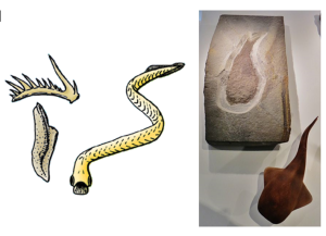 An image of conodont tooth structures next to a reconstruction of a conodont. Next to it is a fossil of a thelodont with a reconstruction of the animal.