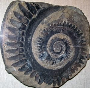 A Helicoprion tooth whorl fossil, showing a spiral of black triangular teeth in a grey and brown matrix of rock