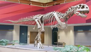 A mounted skeleton of Majungasaurus in a museum