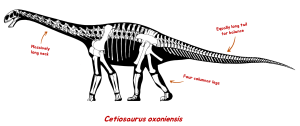 A skeletal drawing of a Cetiosaurus. The labels read: Massively long neck. Four columnar legs. Equally long tail for balance.