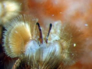 The fanned claw tufts of a barychelid spider. Fine hairs fan around two thin dark hook structures.