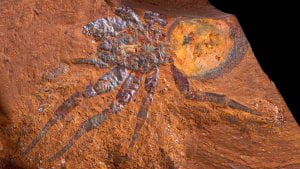 A fossilised spider in red rock