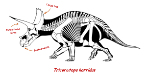 A skeletal drawing of Triceratops. The labels read: Large frill. Three facial horns. Beaked mouth.
