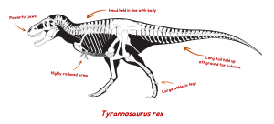 A skeletal drawing of Tyrannosaurus rex. The labels read: Powerful jaws. Head aligned with body. Highly reduced arms. Large athletic legs. Long tail held up off ground for balance.