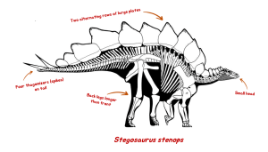 A skeletal drawing of Stegosaurus. The labels read: Two alternating rows of large plates. Four thagomizers (spikes) on tail. Back legs longer than front. Small head.